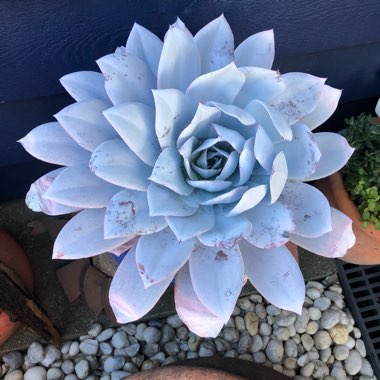 Echeveria 'Cante'