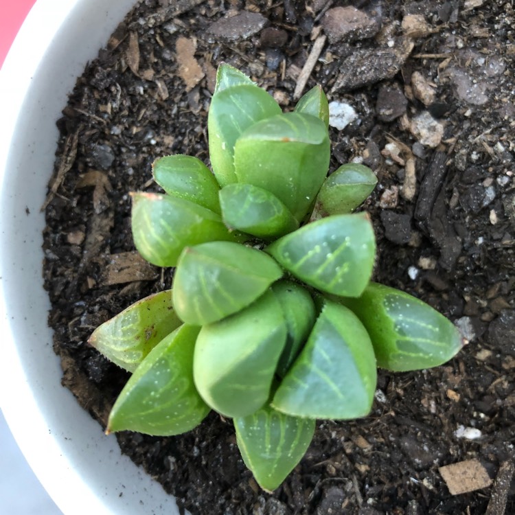 Plant image Haworthia mirabilis