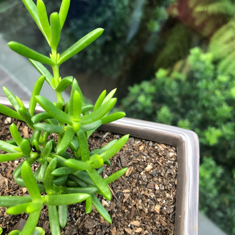 Plant image Delosperma 'Purple Buttons'