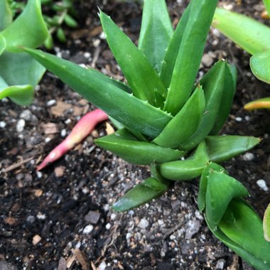 Aloe 'Black Gem'