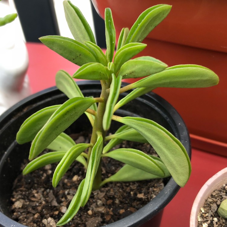 Plant image Peperomia asperula