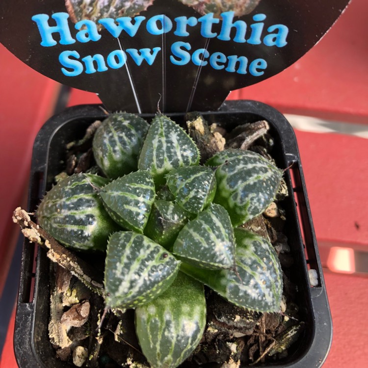 Plant image Haworthia emelyae 'Snow Scene'