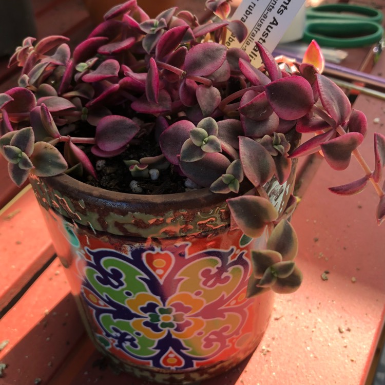 Plant image Crassula 'Isabella'