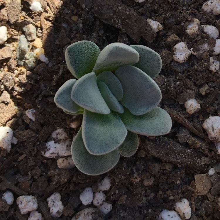 Plant image Crassula Fallwood