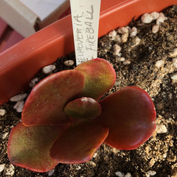 Plant image Echeveria Fireball