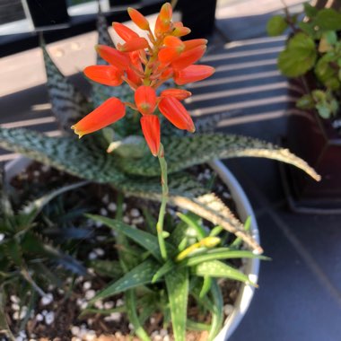 Aloe hybrid 'Firebird'