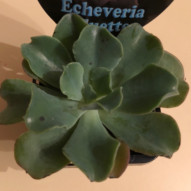 Plant image Echeveria Blue Lagoon