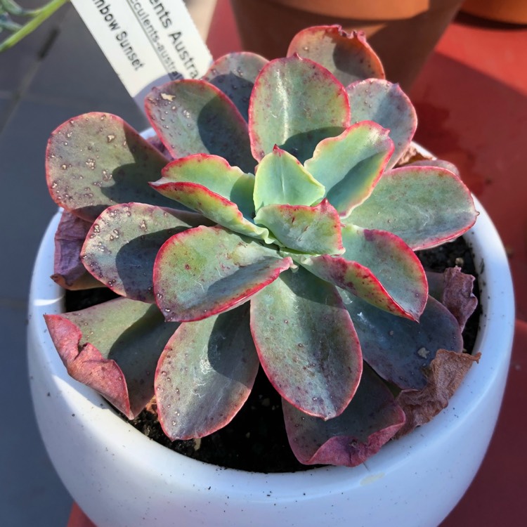 Plant image Echeveria Rainbow Sunset