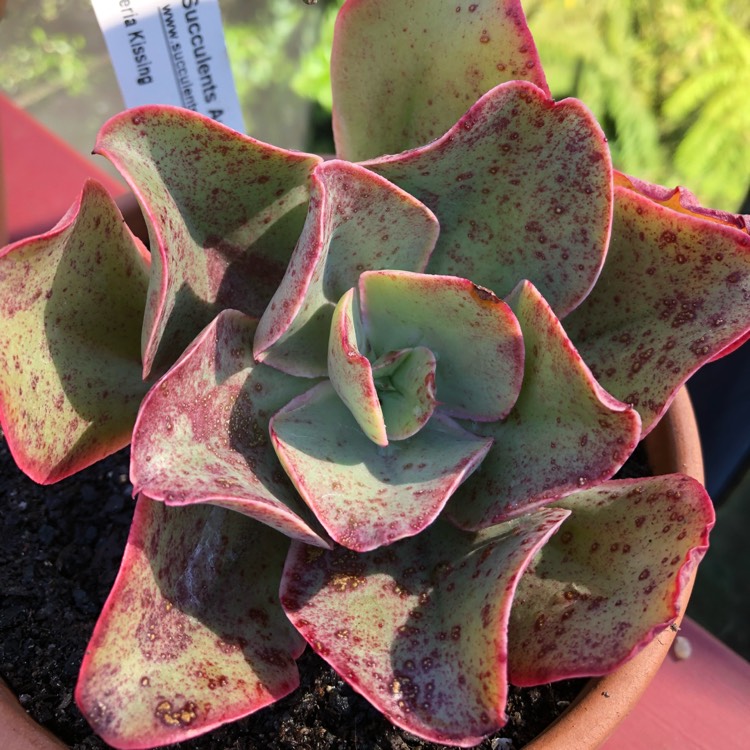 Plant image Echeveria Kissing