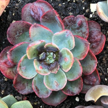 Echeveria 'Raindrops'