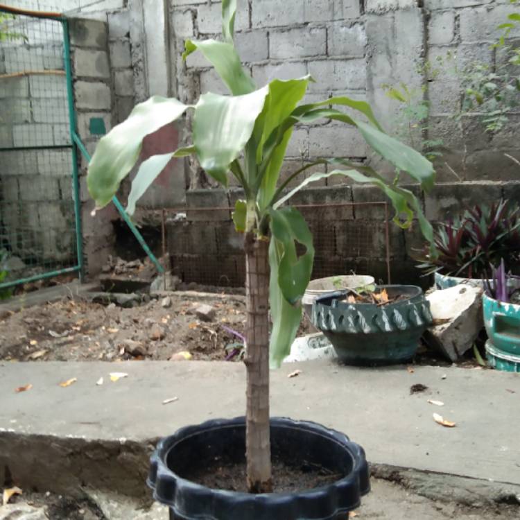 Plant image Dracaena Massangeana Fragrans