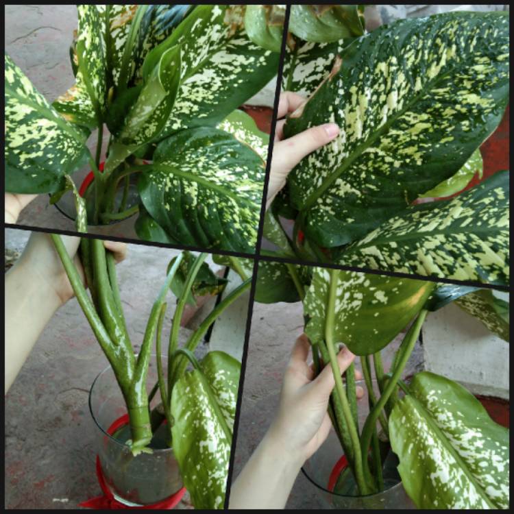 Plant image Dieffenbachia Seguine