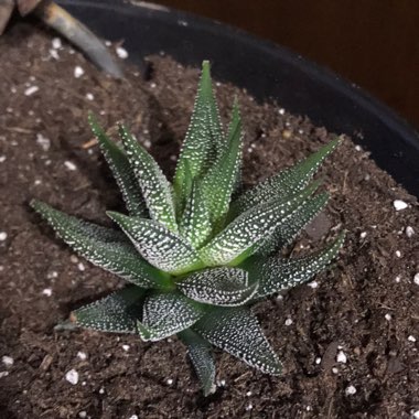 Concolor Zebra Plant