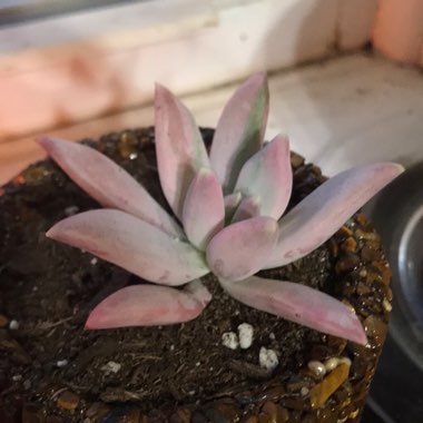 Pachyphytum 'Hookeri Variegated'