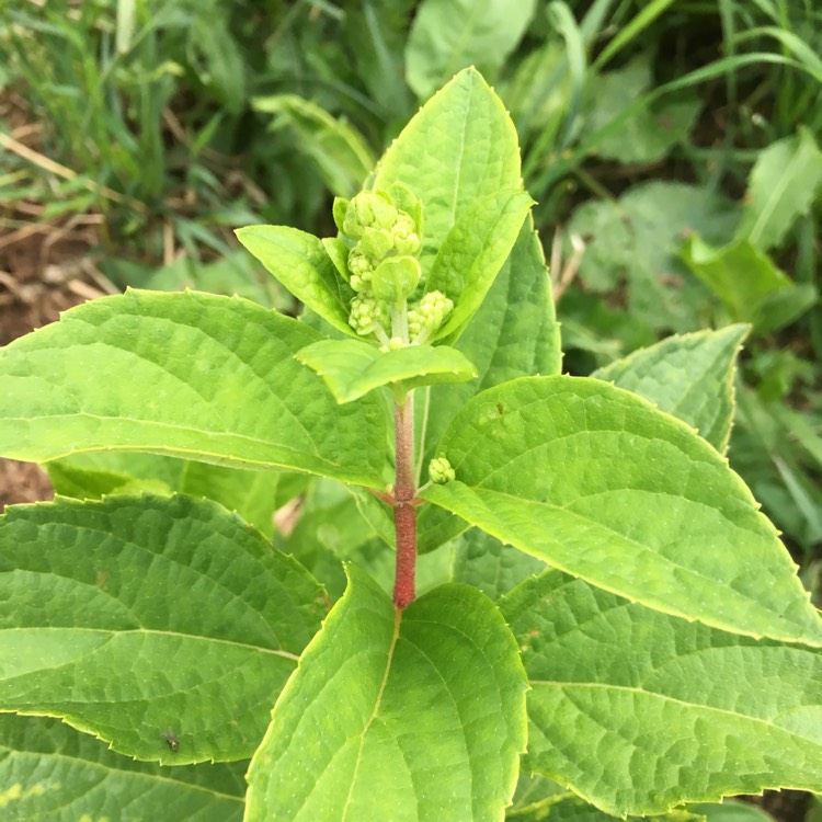 Plant image Hydrangea paniculata