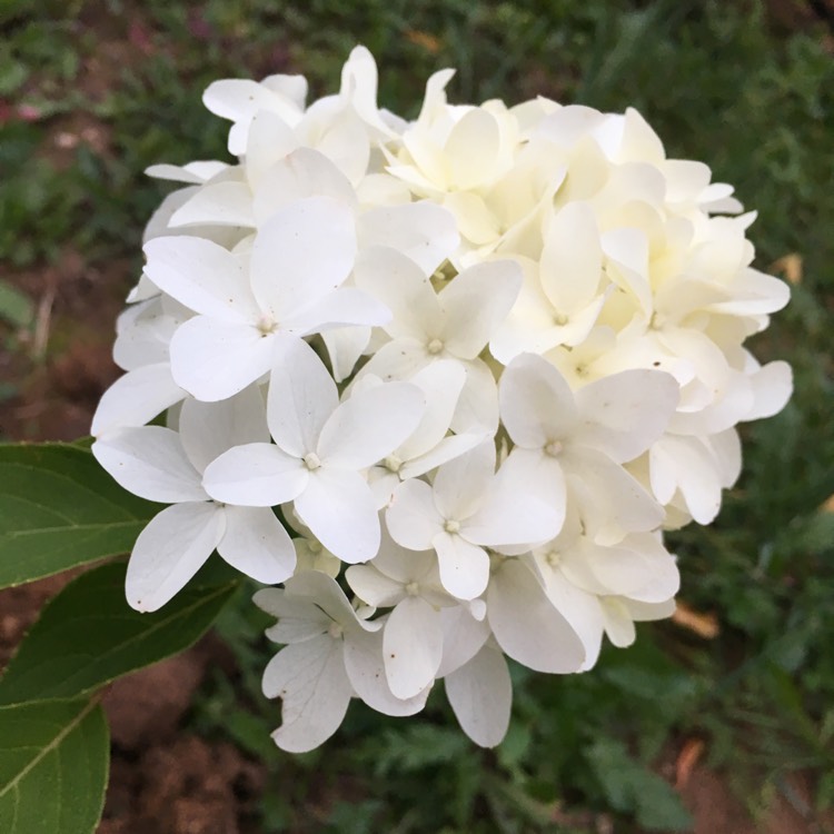 Plant image Hydrangea paniculata