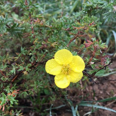 Potentilla