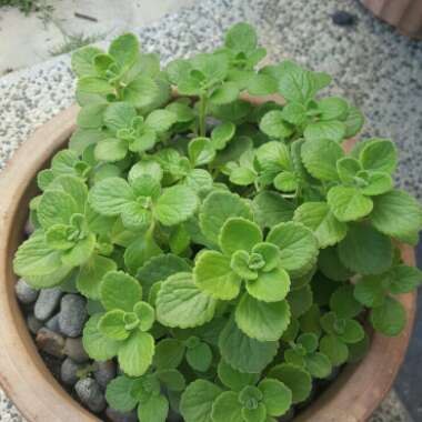 Coleus amboinicus  syn. Plectranthus amboinicus