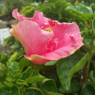 Hibiscus 'Firebird'