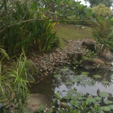 Mohd's garden