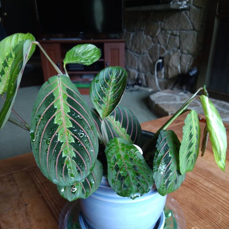 Plant image Maranta leuconeura var. 'Erythroneura'