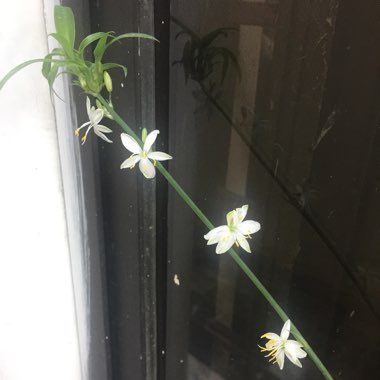 Chlorophytum comosum 'Bonnie'