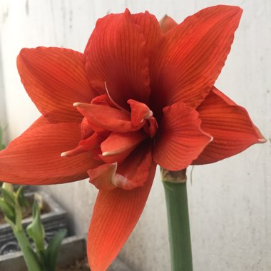 Hippeastrum