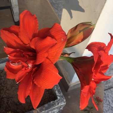 Hippeastrum