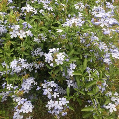 Plumbago auriculata  syn. Plumbago capensis