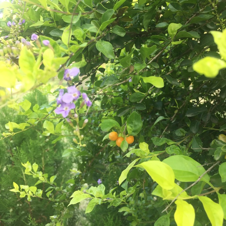 Plant image Duranta erecta 'Gold Mound'