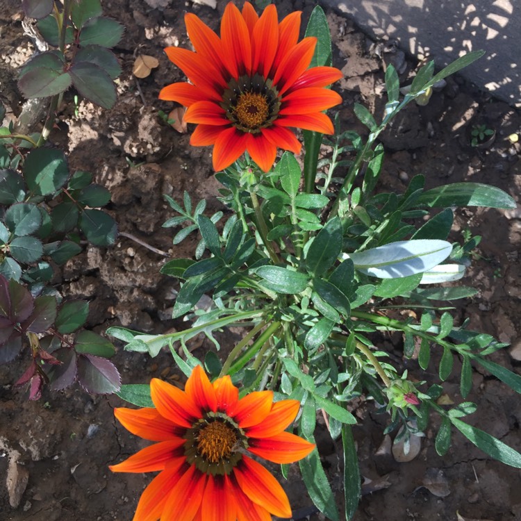 Plant image Gazania Rigens 'Gazoo Red'