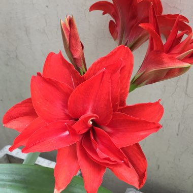 Hippeastrum 'Rainbow'