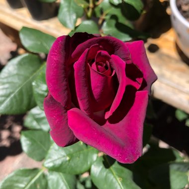 Rose 'Dark Desire' (Hybrid Tea)