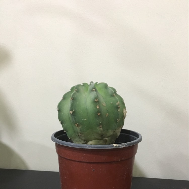 Plant image Astrophytum myriostigma