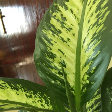 Dieffenbachia bowmannii