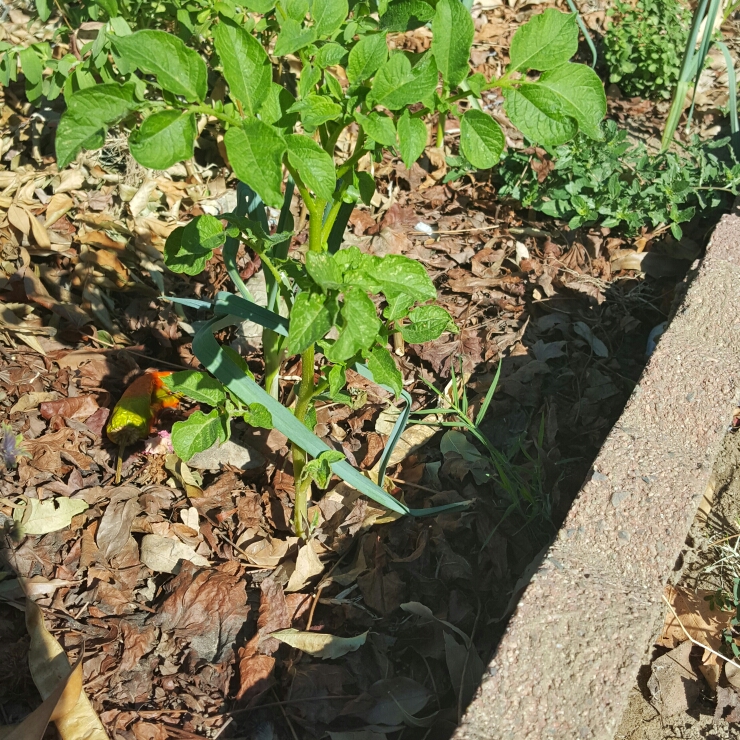 Plant image Solanum tuberosum 'Russet Burbank'