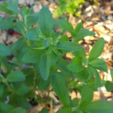 Candyleaf, Sweet Leaf, Sweet Stevia, Sugar Leaf