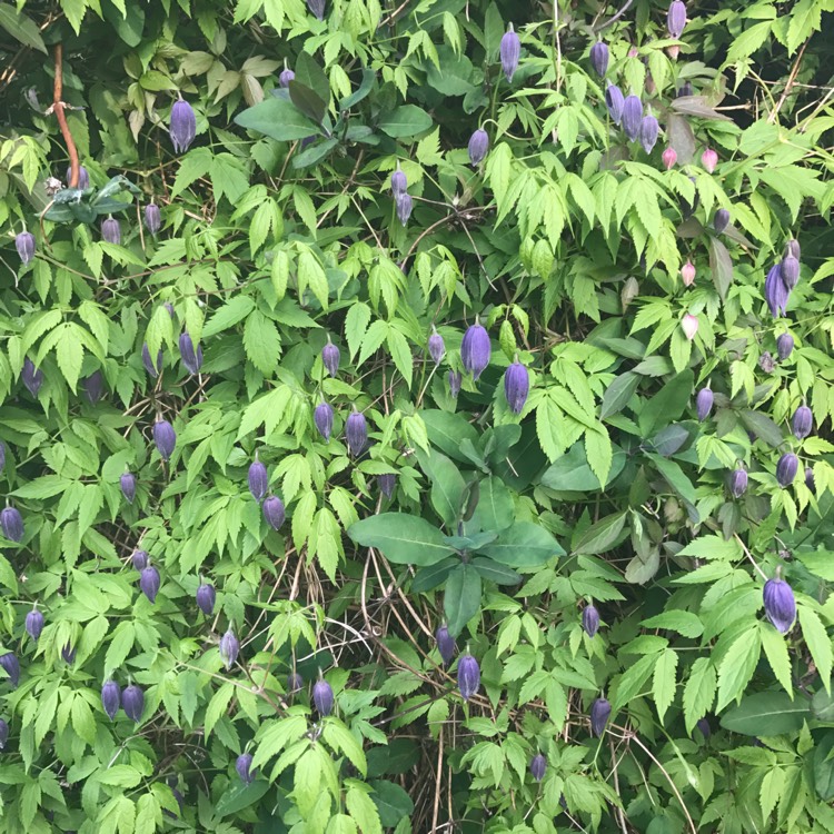 Plant image Clematis alpina 'Helsingborg'