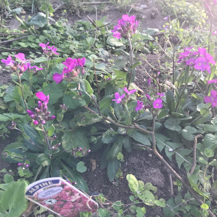 Plant image Arabis alpina 'Rosea'