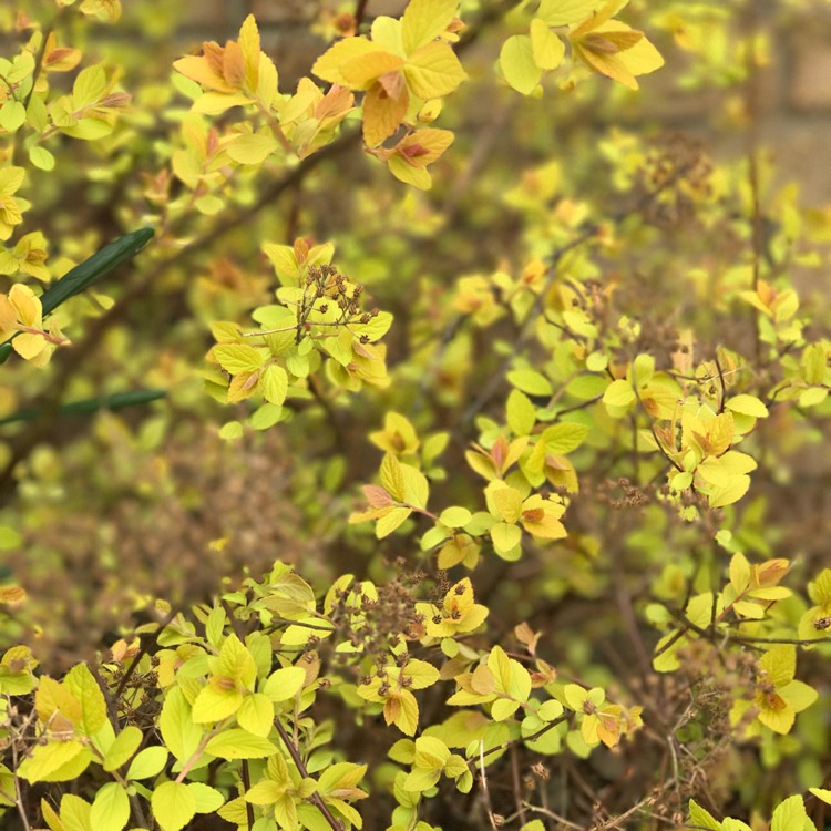 Plant image Spiraea japonica 'Golden Princess'