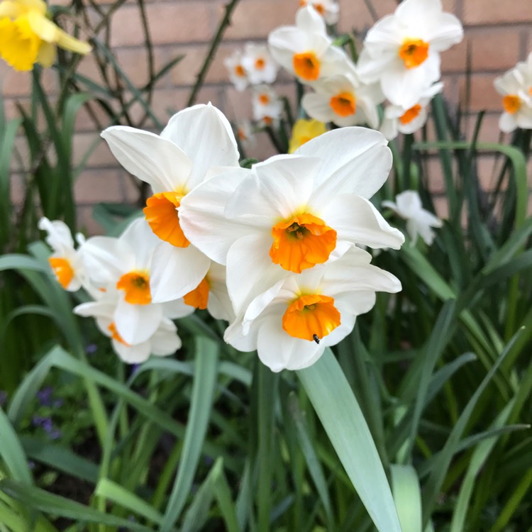 Plant image Narcissus 'Geranium' syn. Narcissus 'Advance'