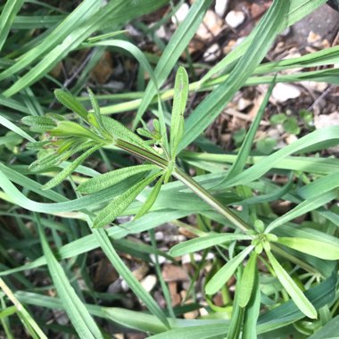 Galium aparine