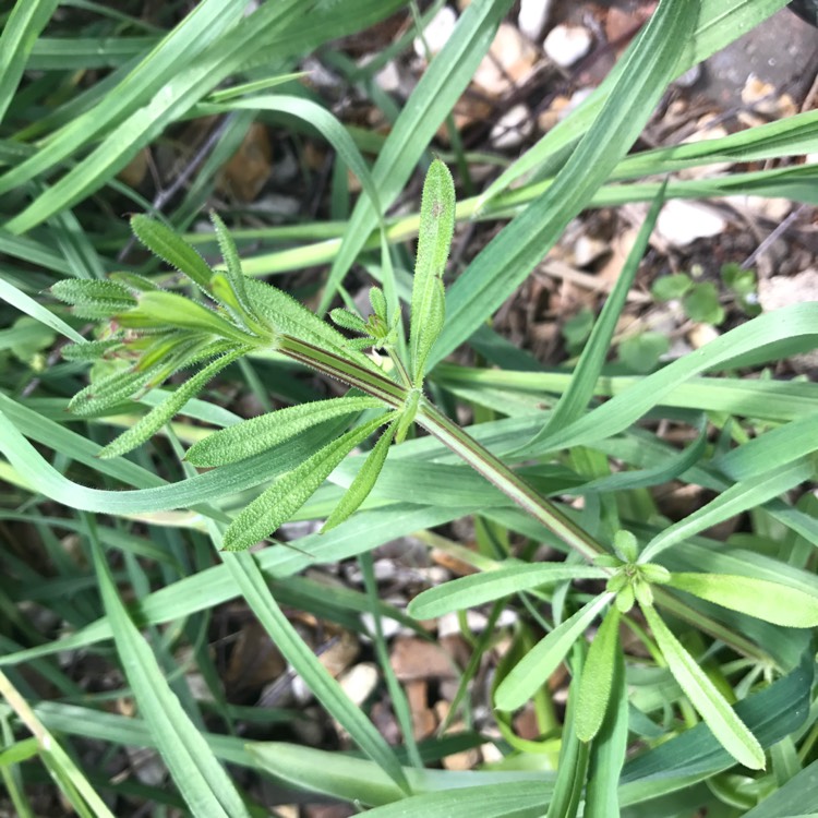 Plant image Galium aparine