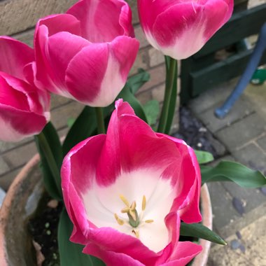 Tulipa