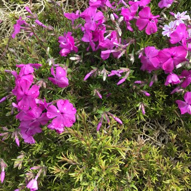 Phlox subulata 'Emerald Cushion' syn. Phlox subulata 'Emerald Cushion Pink', Phlox subulata 'Emerald Pink'