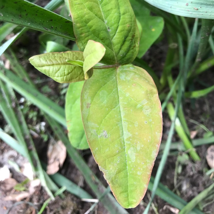 Plant image Hypericum balearicum