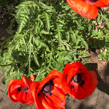 Oriental Poppy 'Allegro'