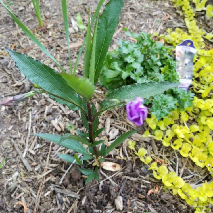 Plant image Ruellia brittoniana 'Purple Showers'