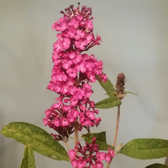 Plant image Buddleja 'Hinebud4' syn. Buddleja 'Dreaming Purple'