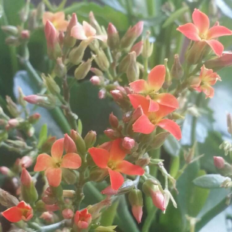 Plant image Kalanchoe blossfeldiana 'Double Flower Variety'